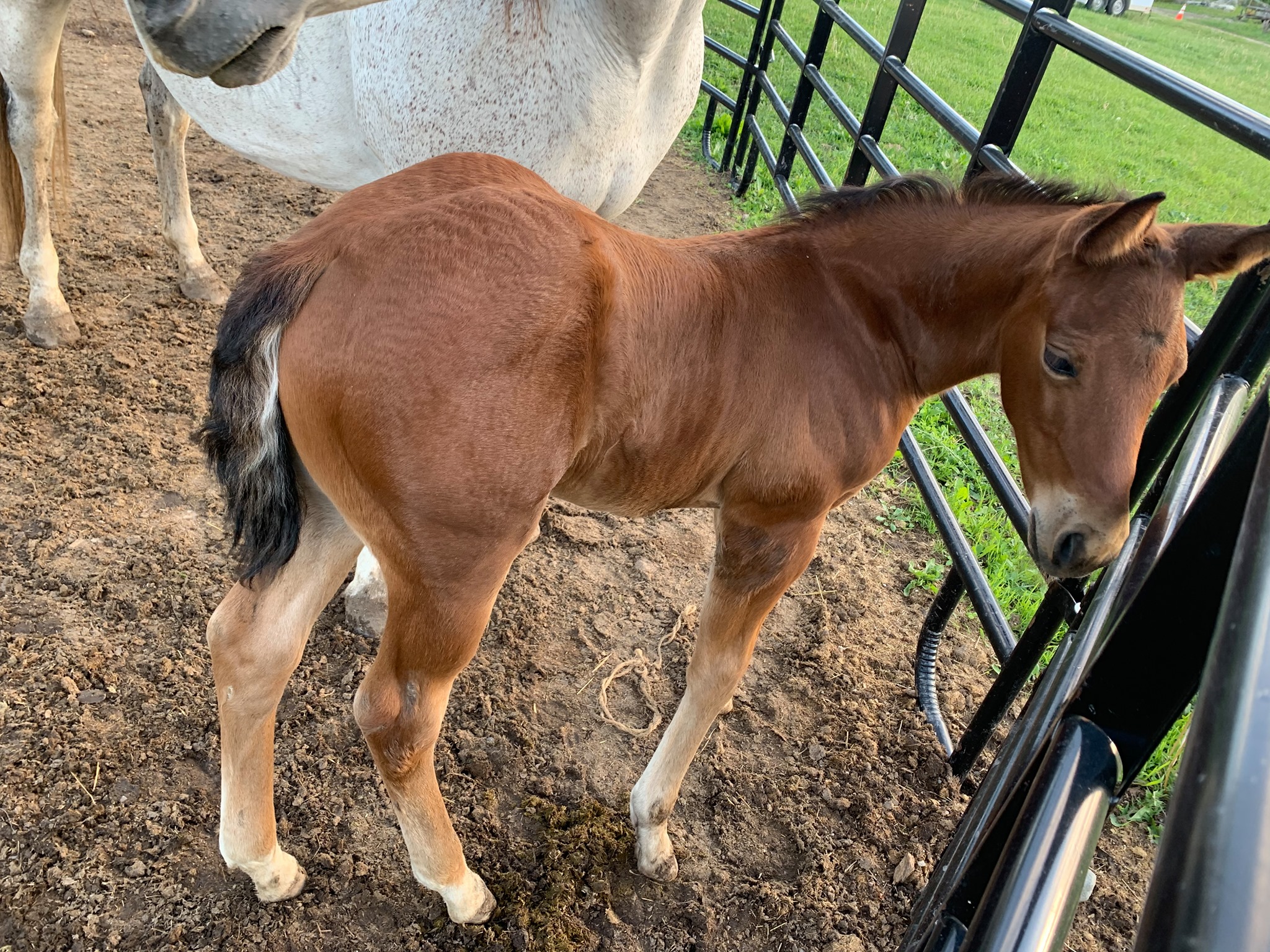 Veterinarian in Remus, MI